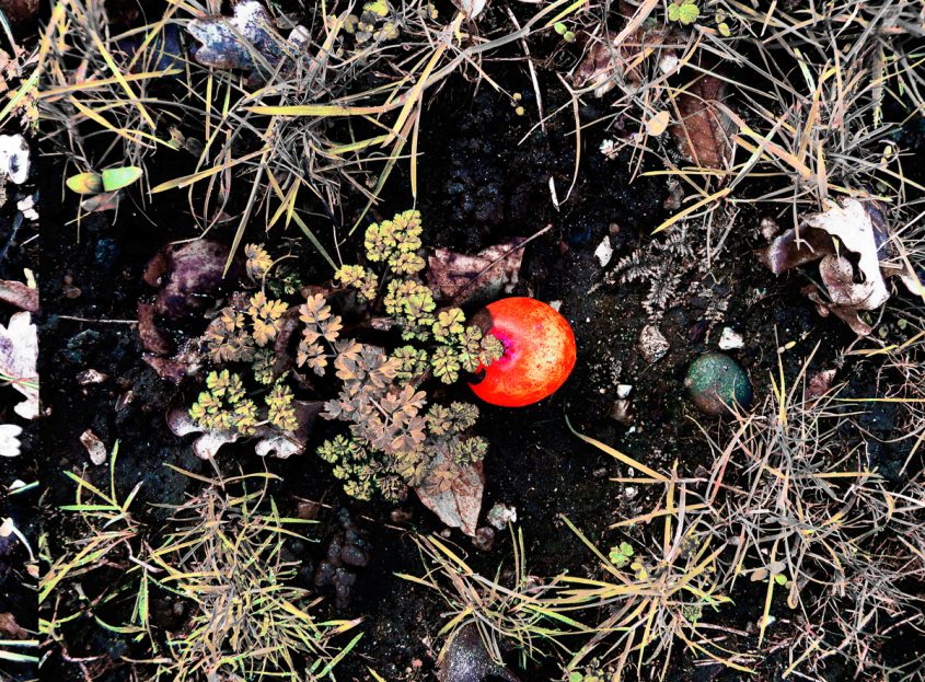 Apfel am Gartenboden