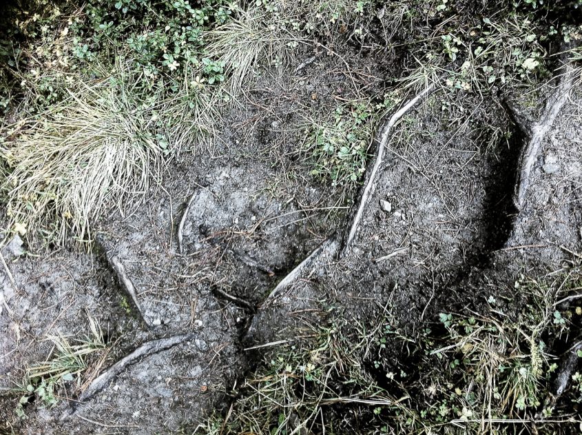 Wurzeln