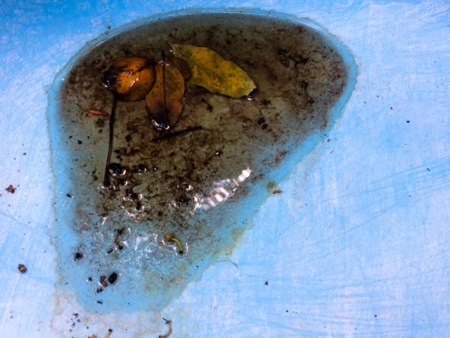 Blätter und Samen in Pfütze am Gartensessel
