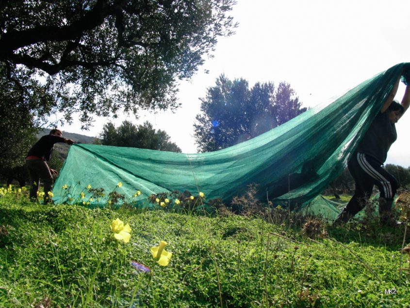 Olivenernte in Lassithi, Kreta 2006