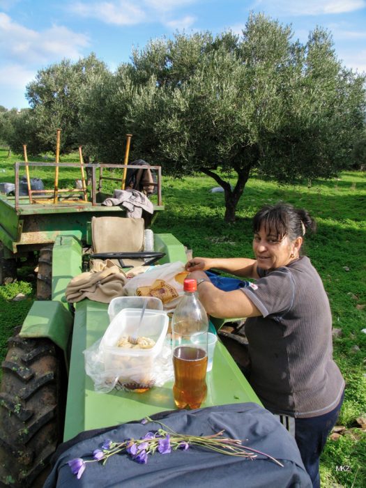Olivenernte in Lassithi, Kreta 2006