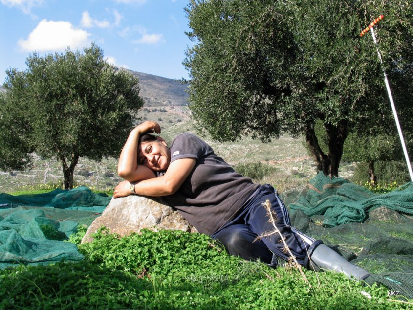 Olivenernte in Lassithi, Kreta 2006