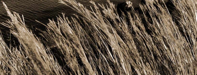 Halme im Wind