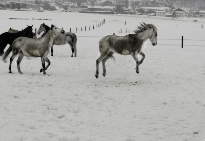 Pferde spielen in der Koppel im Winter