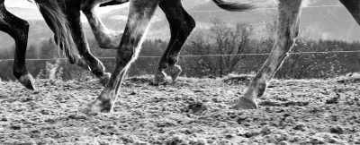 Hufe laufender Pferde