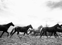 Pferde laufen spielerisch in der Koppel
