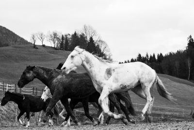 Pferde laufen spielerisch in der Koppel